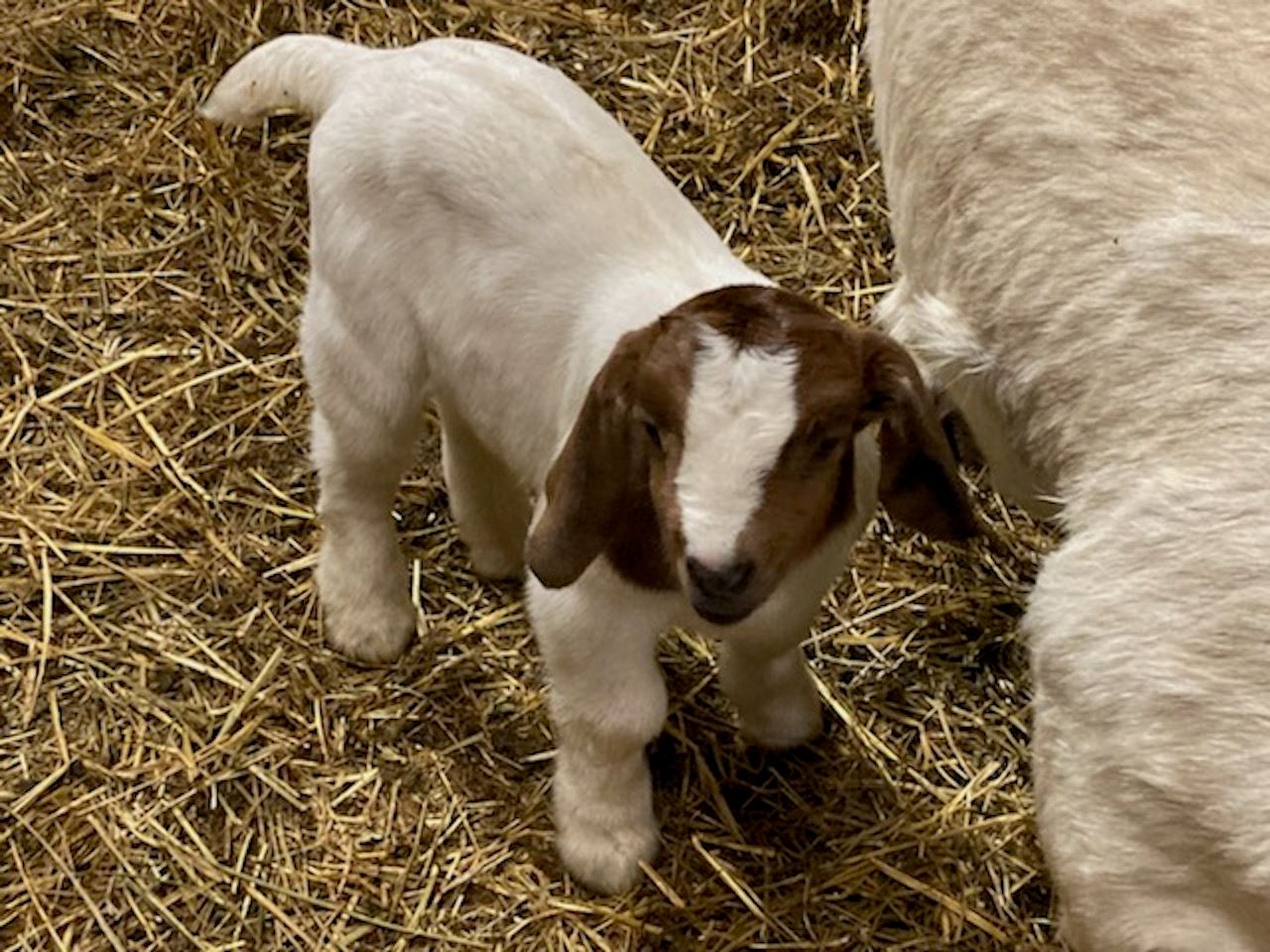 NMSU_baby_goat