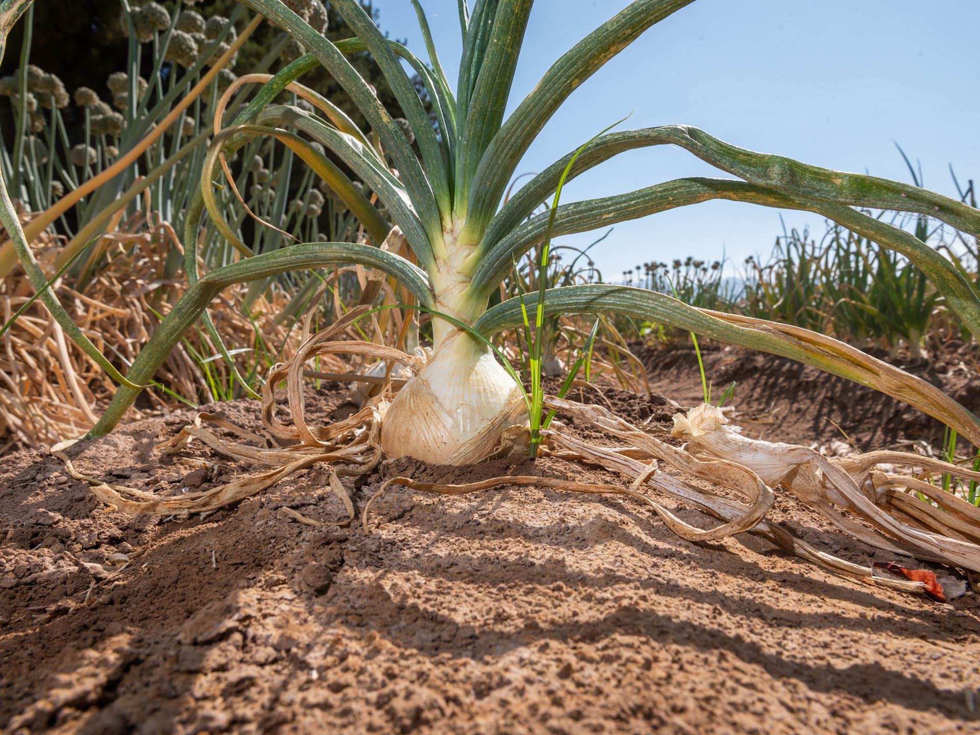 NMSU_Onions_FabianGarciaScienceCenter_071422-1.jpg