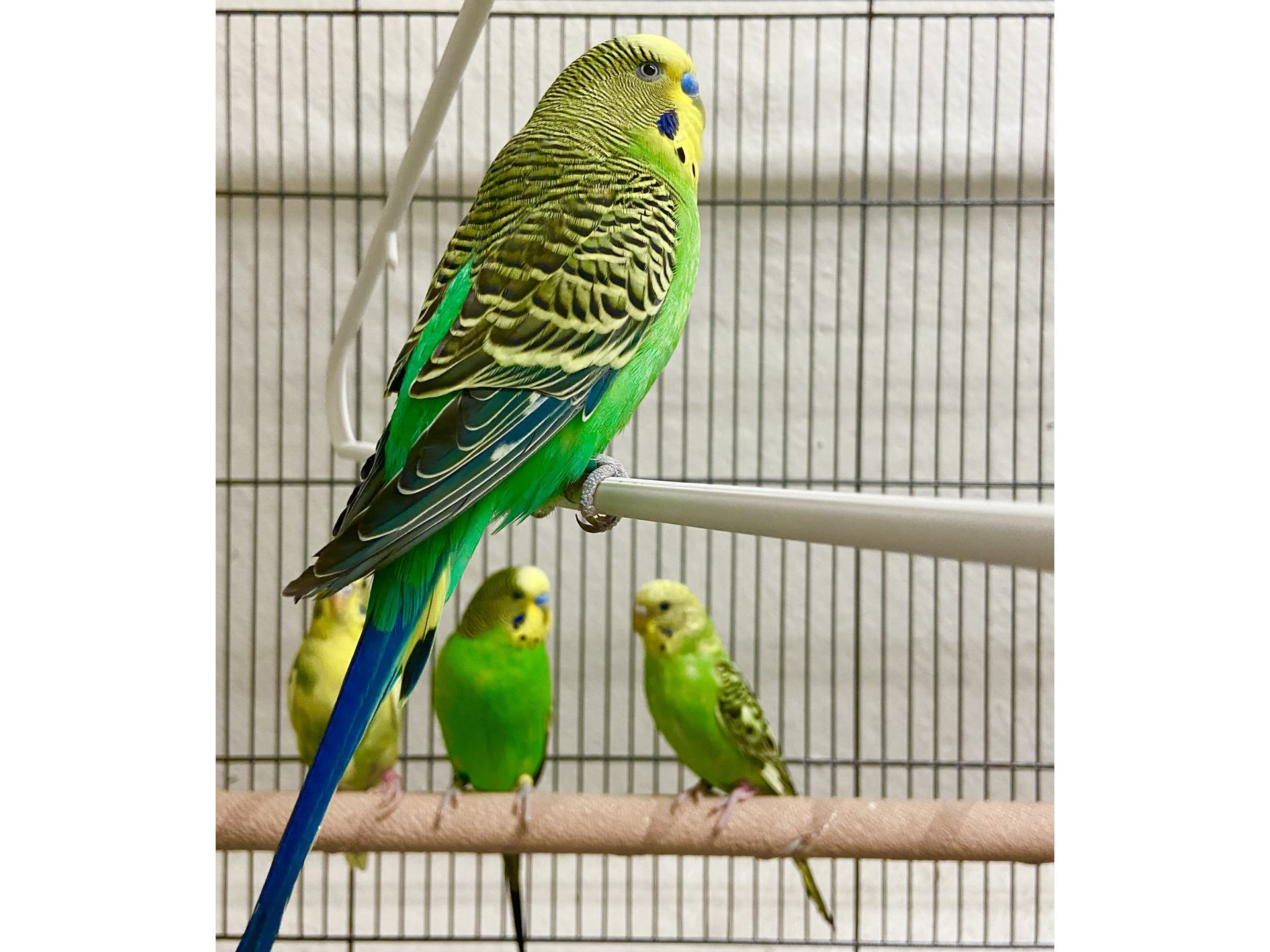 NMSU researchers study older parakeets to find out whether learning declines with age