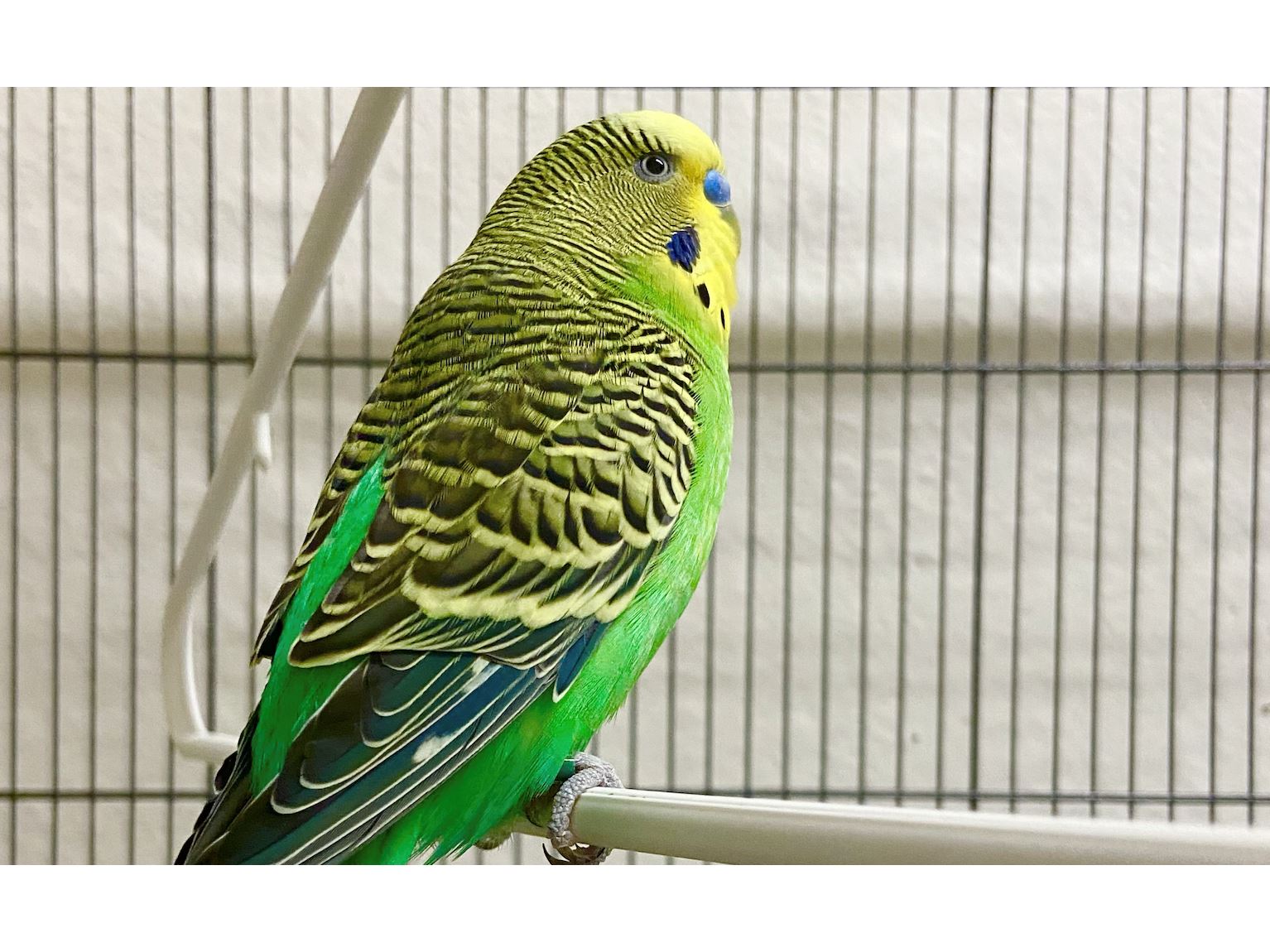 NMSU researchers study older parakeets to find out whether learning declines with age