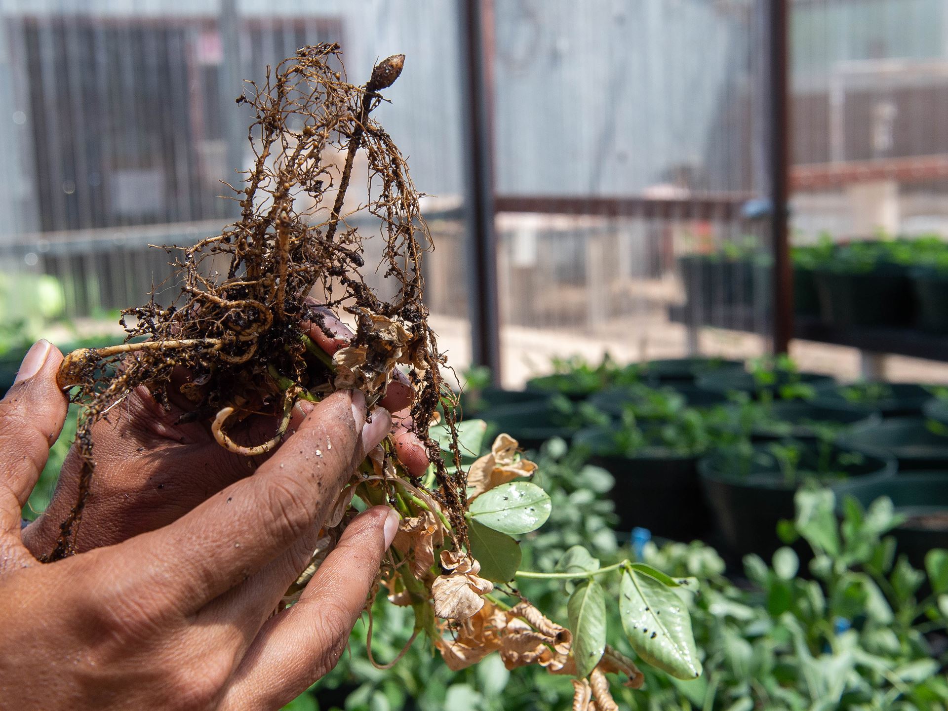 Hand holding a peanut plant