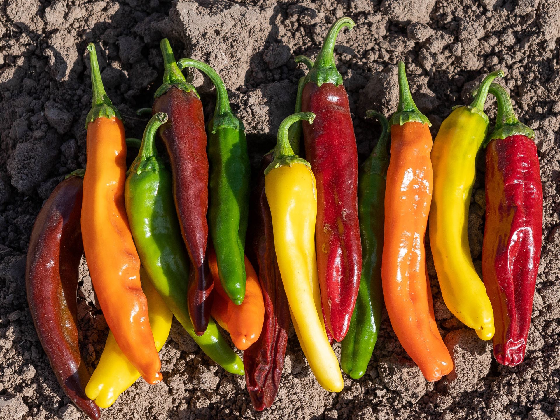 The Fabian Garcia 2021 Field Day September 22 2021 NMSU photo by Josh Bachman