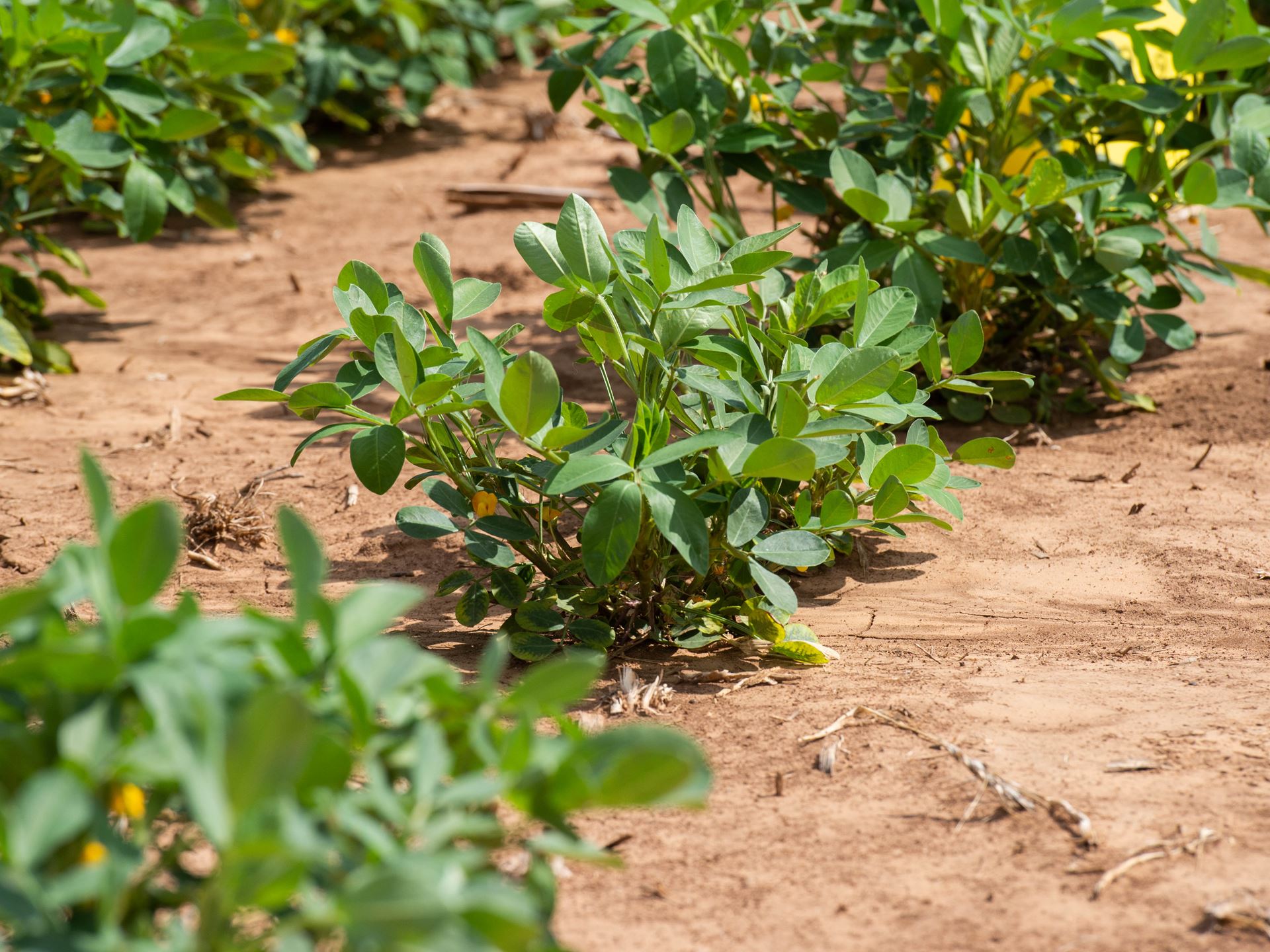 NMSU peanut research