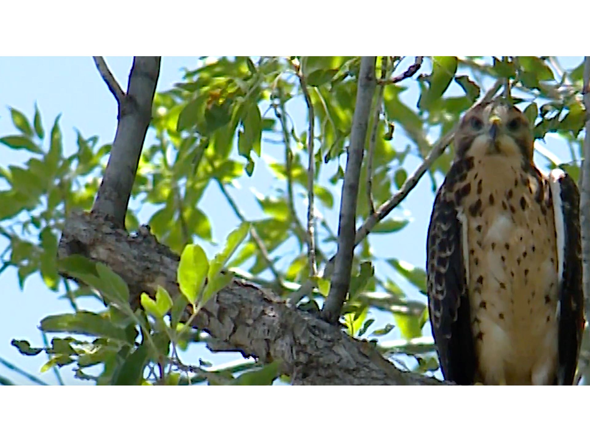 Safety Tip Beware of nesting hawks