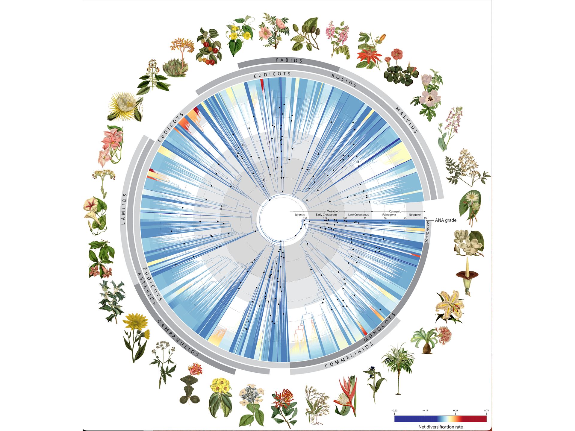 NMSU researchers contribute to understanding flowering plant tree of life