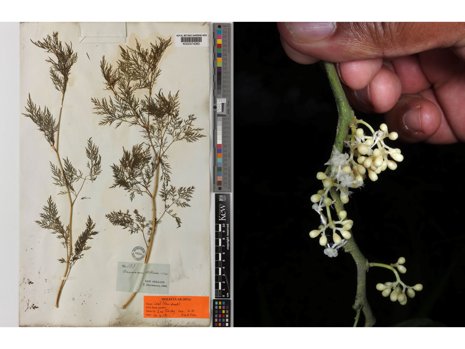 NMSU researchers contribute to understanding flowering plant tree of life