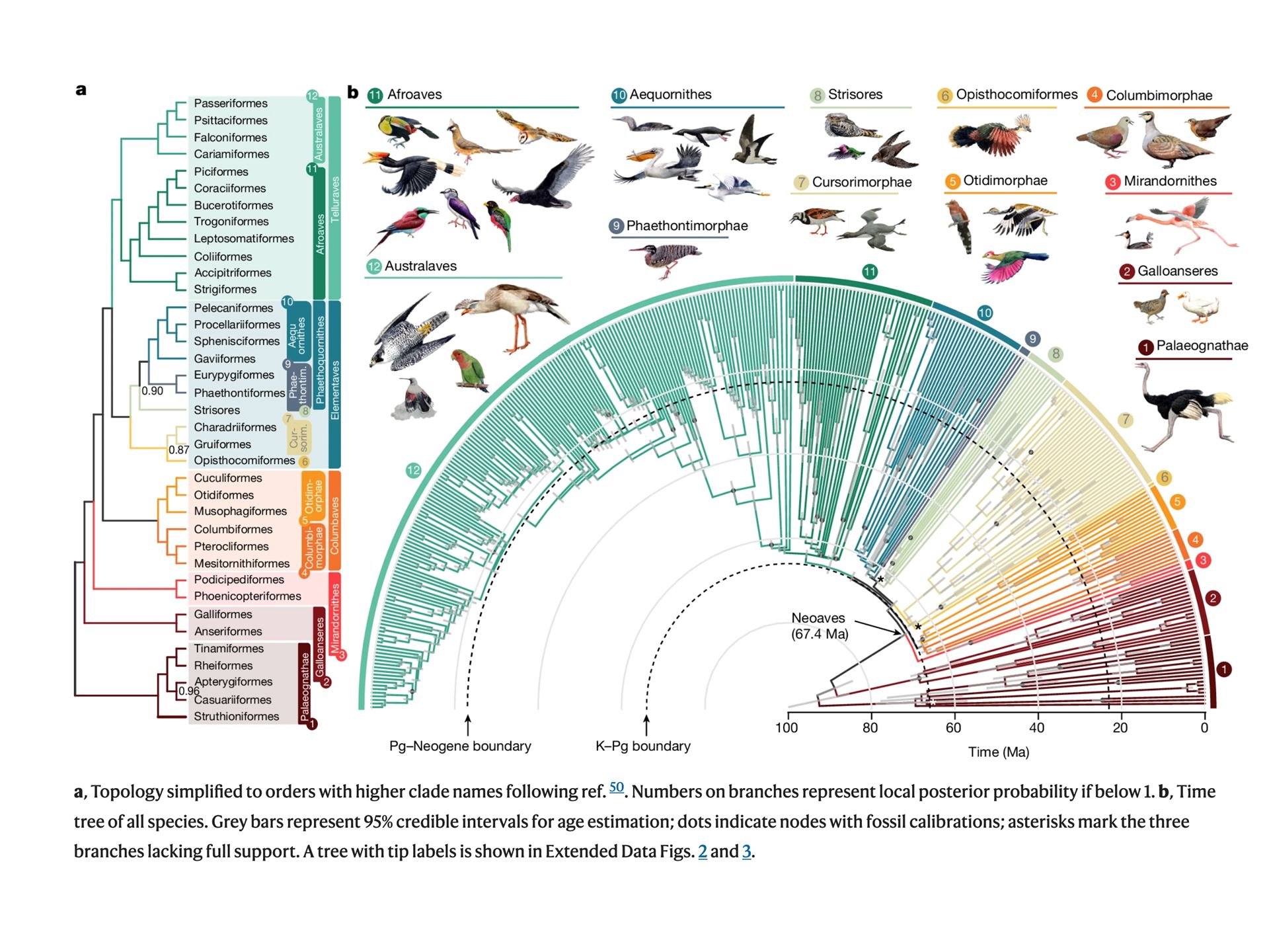 Phase 2 of NMSU professor s bird genome research reveals new methods
