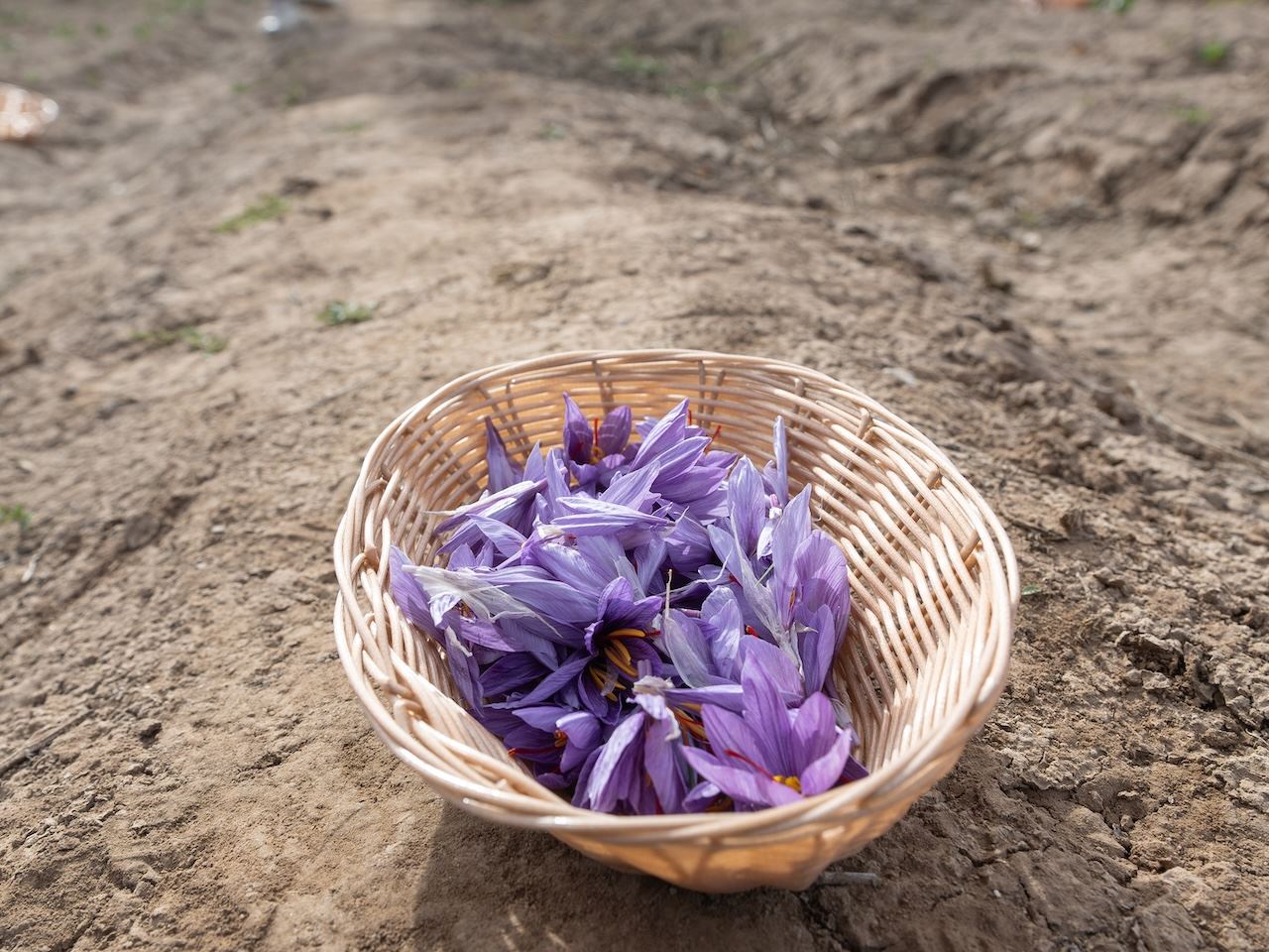 IMAGE DESCRIPTION A basket filled with purple flowers