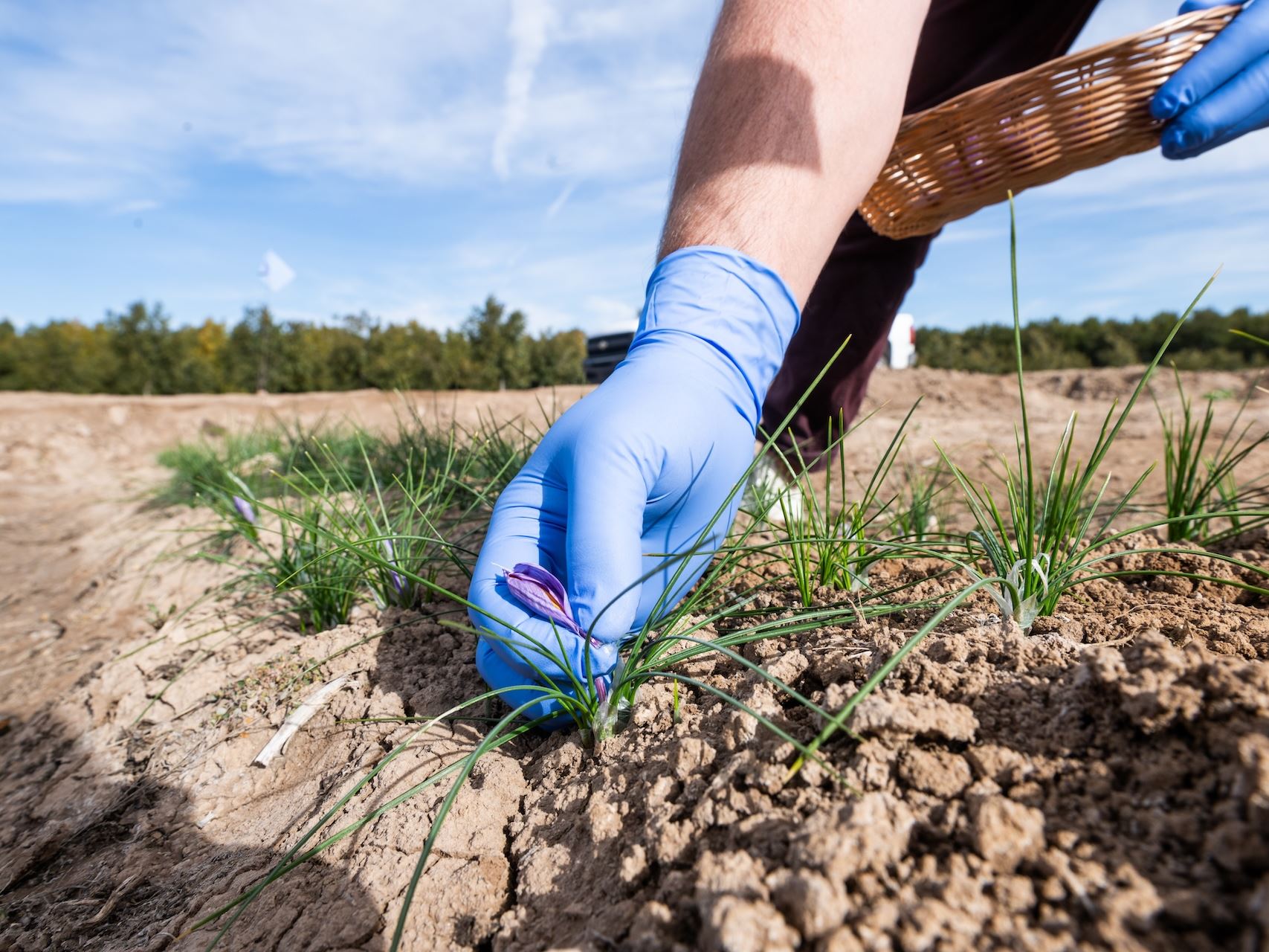 IMAGE DESCRIPTION A hand picking small purple saffron flowers from a field