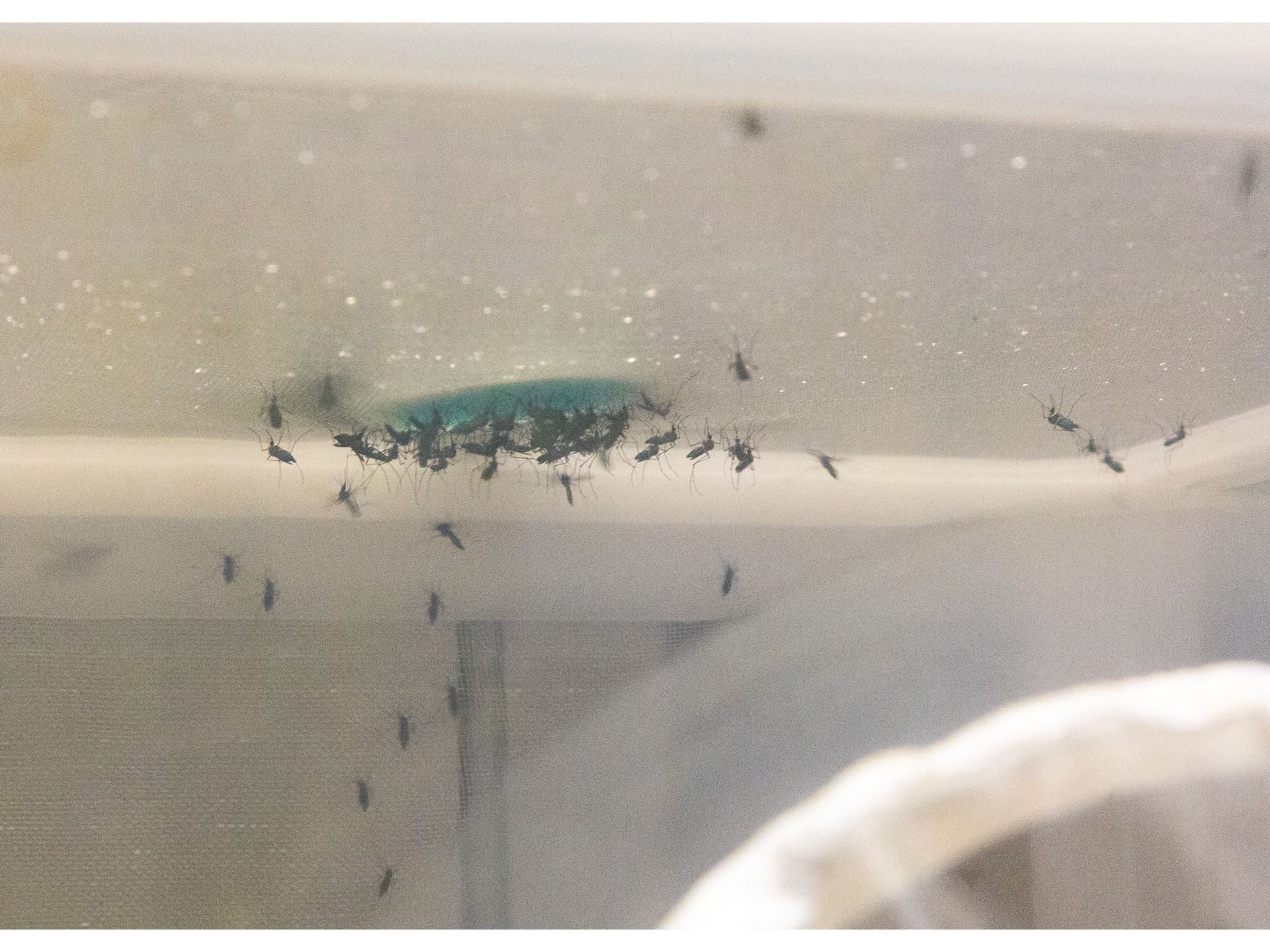 NMSU researchers new formula for mosquito food helps stop spread of disease