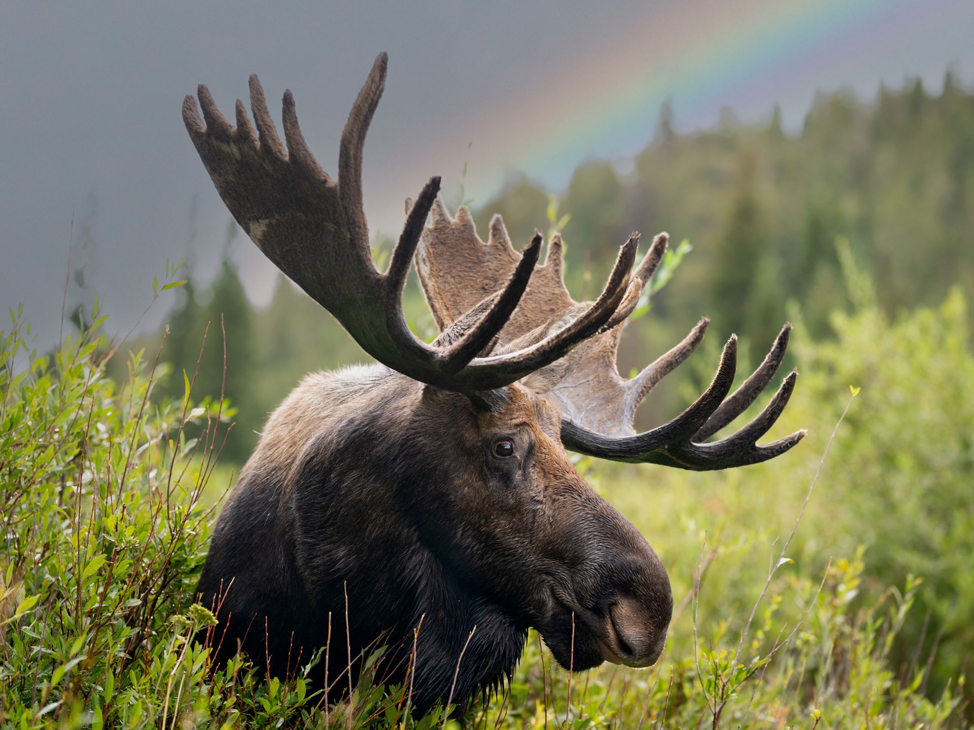 Moose