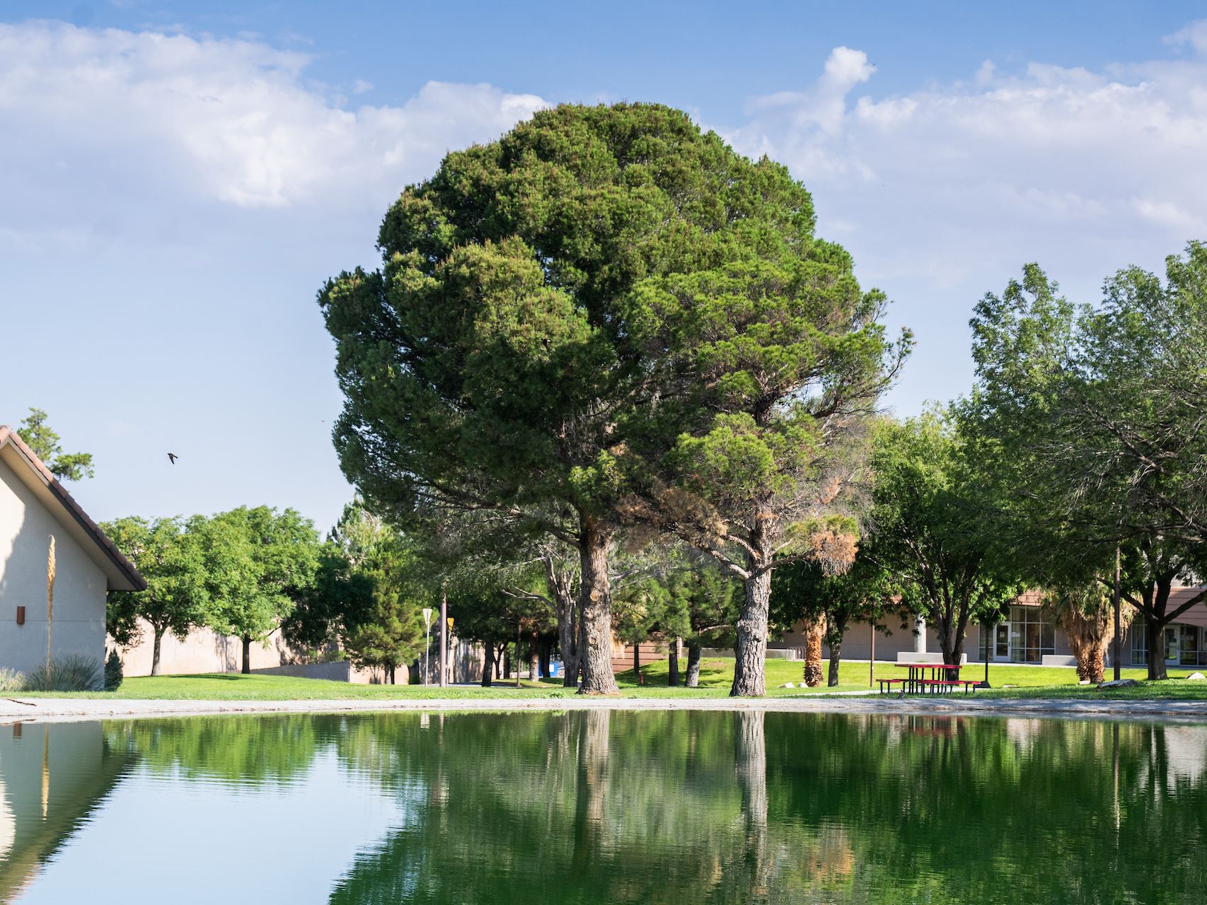Photo of Alumni Pond after reopening in August 2026