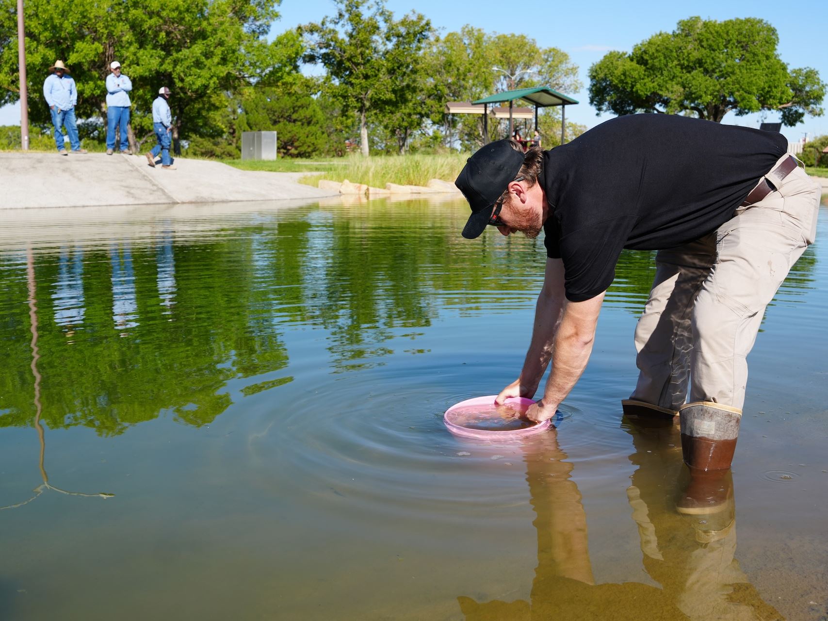 Photo of bluegill and fathead minnow fish being stocked in Alumni Pond