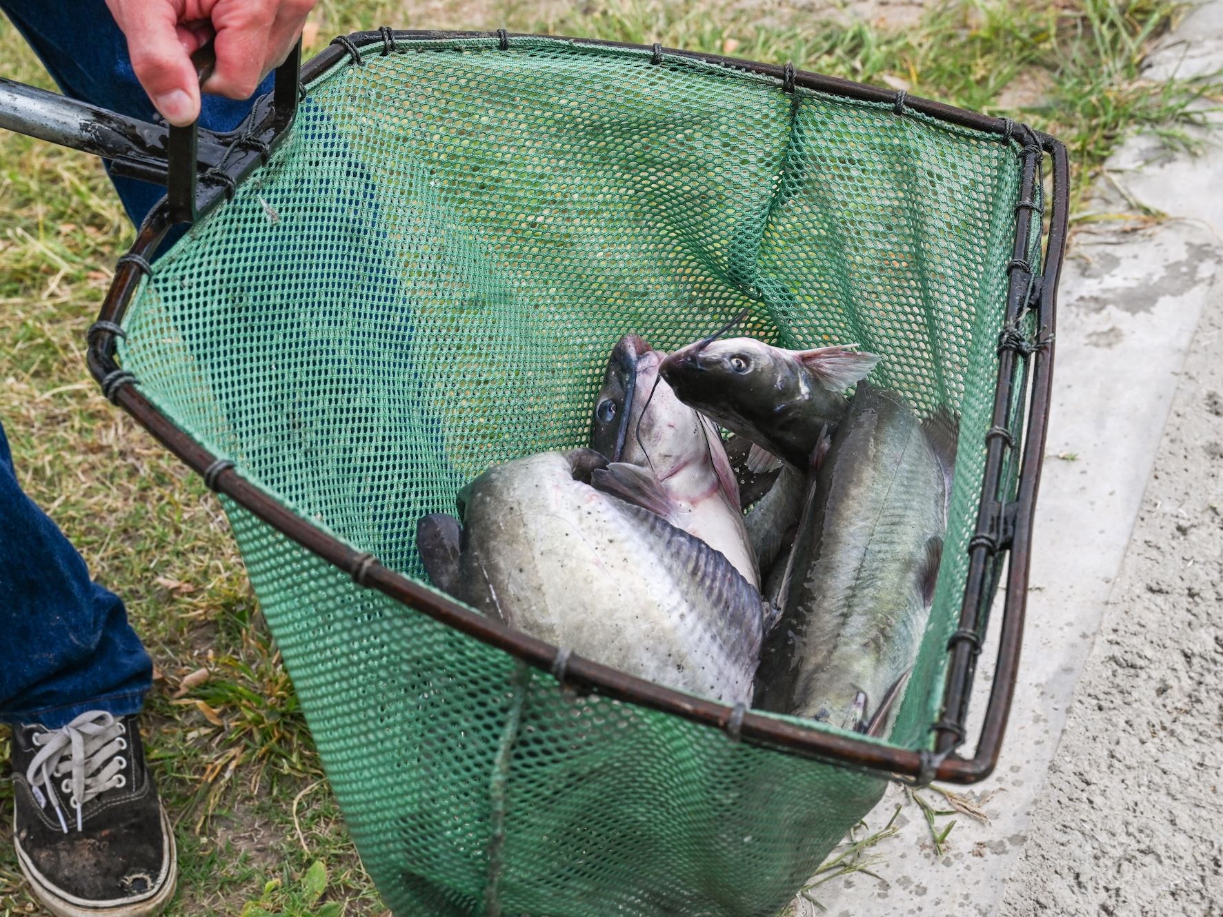 Photo of channel catfish stocked at Alumni Pond