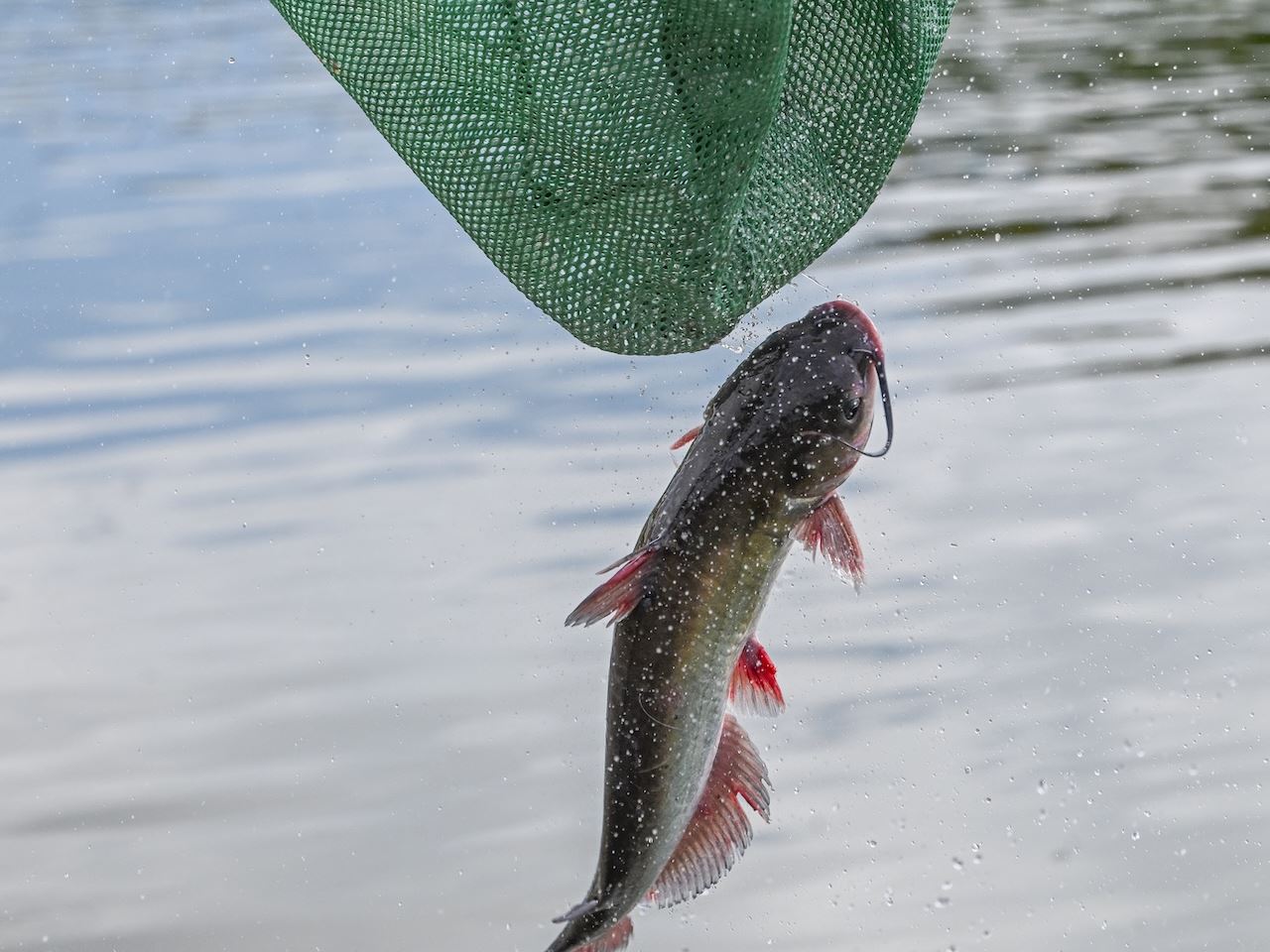 Photo of channel catfish being stocked at Alumni Pond