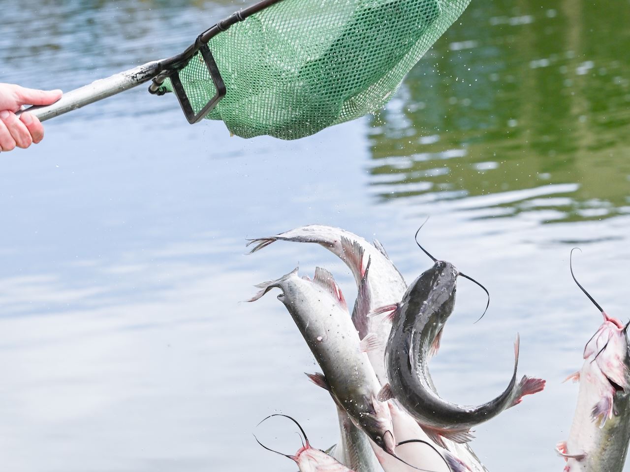 Photo of channel catfish being stocked at Alumni Pond