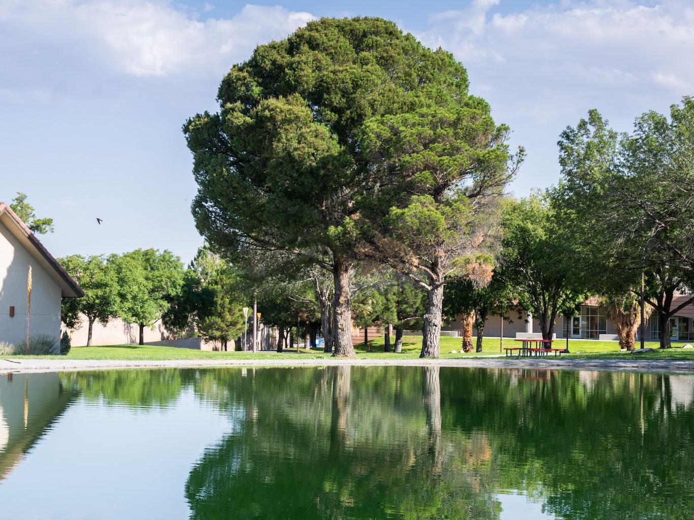 Photo of Alumni Pond 2026