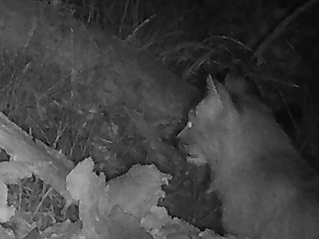 Canada lynx