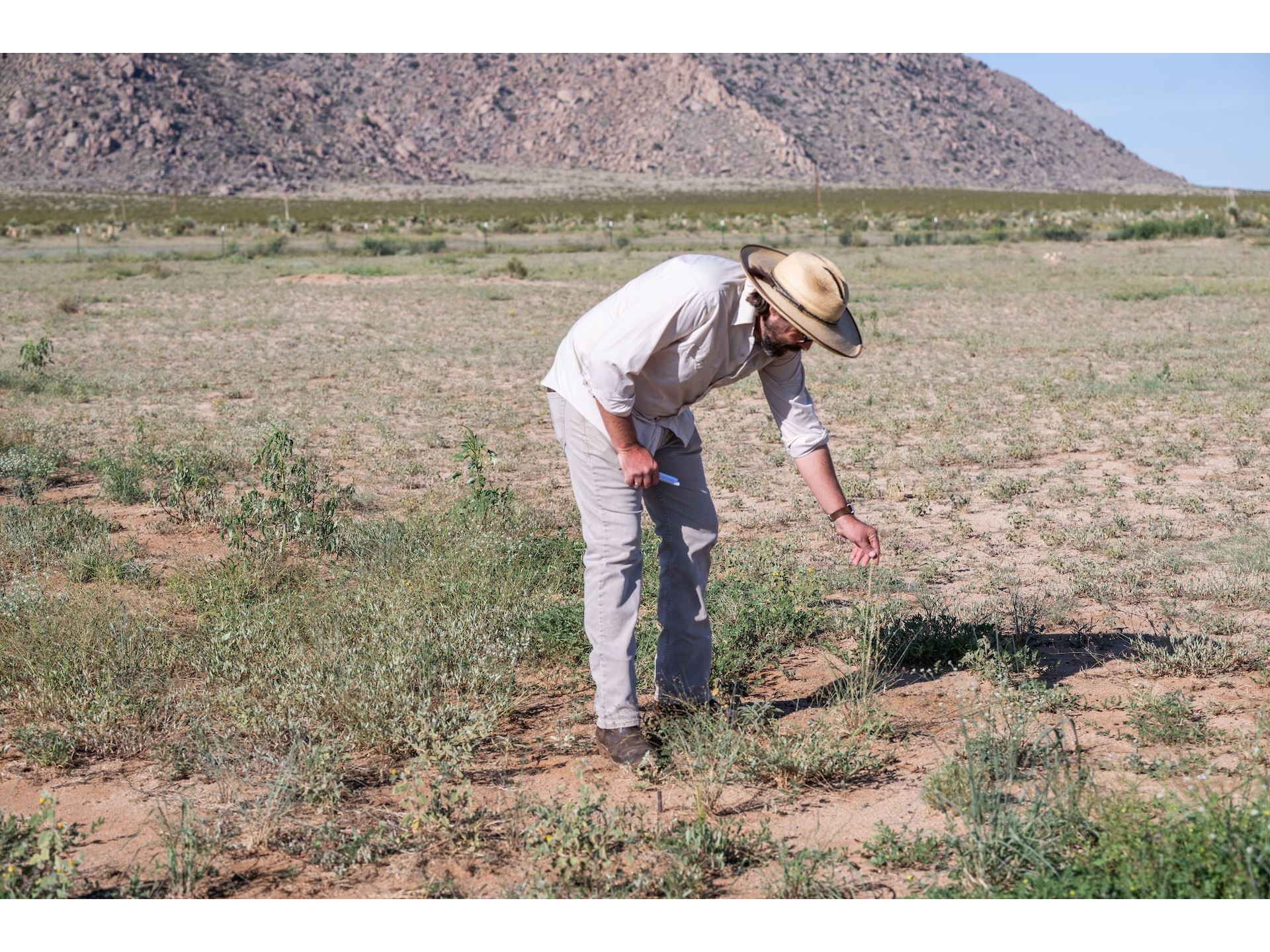 DESCRIPTION A man wearing a hat standing in the desert touching a grouping of perennial grass