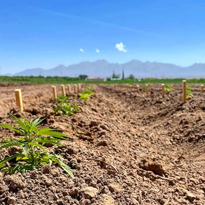 Hemp plants grow in a field near the Leyendecker Plant Science Center. In 2019, faculty in the College of Agricultural,