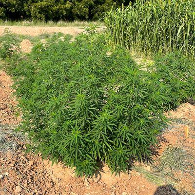 Research efforts by New Mexico State University faculty have focused on understanding hemp agronomics under a regulatory