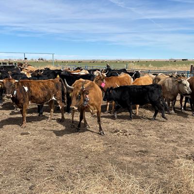 New Mexico State University’s Clayton Livestock Research Center will host its annual field day Monday, Aug. 16. The fiel