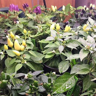 Ornamental chile peppers are now on sale at New Mexico State University’s Chile Pepper Institute