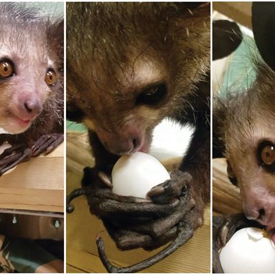 In a video from the Duke Lemur Center, an aye-aye is seen using his elongated finger to eat an egg. In the wild, aye-aye