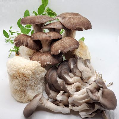 Forest mix full circle mushrooms