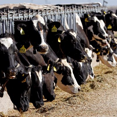 Dairy cows eat forage at a farm in Clovis, N.M. Diary producers grappled with severe market disruption during the onset