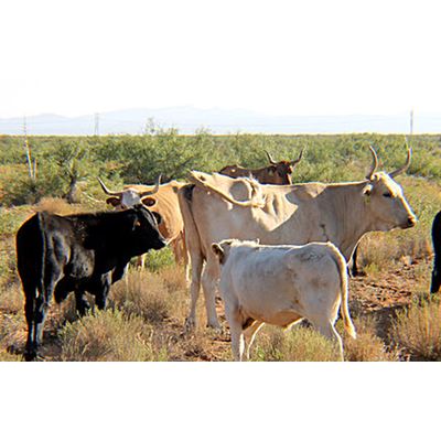 New Mexico State University is studying the impact of breeding heritage Raramuri Criollo cows with commercial beef bulls