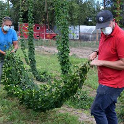 Hops Bines