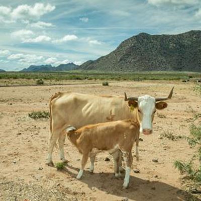 CDRRC College Ranch NMSU