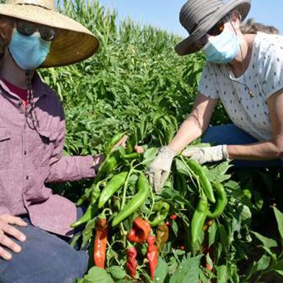 New Mexico State University researchers Brad Tonnessen and Stephanie Walker look at a NuMex Odyssey chile pepper...