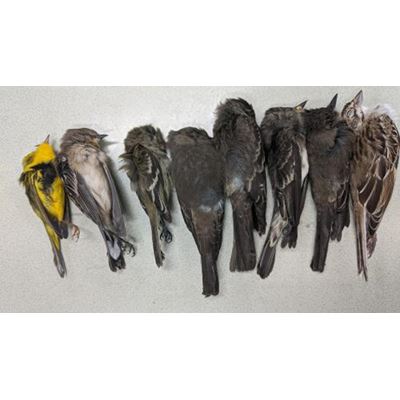 Migratory Bird Deaths