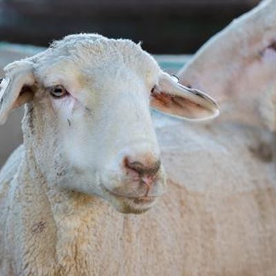 Sheep management will be discussed during a three-part webinar presented by New Mexico State University College of Agric