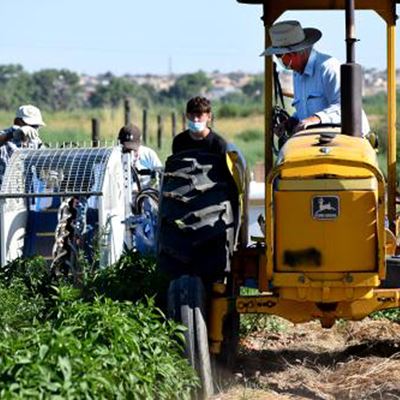 Tractor pulling machine through field Green chile peppers are harvested during research at New Mexico State University A