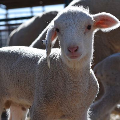 NMSU Sheep