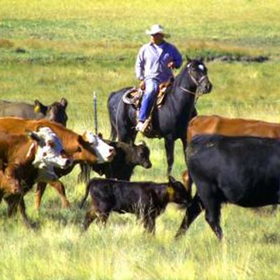 Direct marketing grass-fed beef to consumers will be the focus of the “Navigating COVID-19 for New Mexico Beef Producers