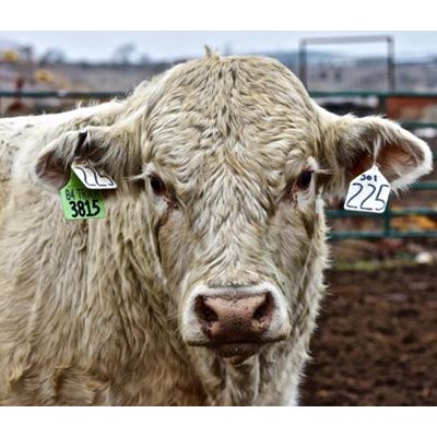 Cattle producers in New Mexico are being asked to participate in a survey regarding their bull management practices. New