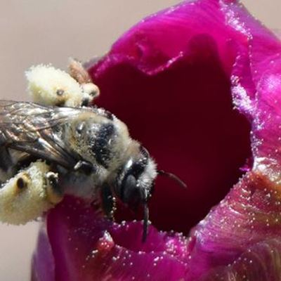 Bees are busy pollinators. New Mexico State University and the Xerces Society for Invertebrate Conservation are presenti