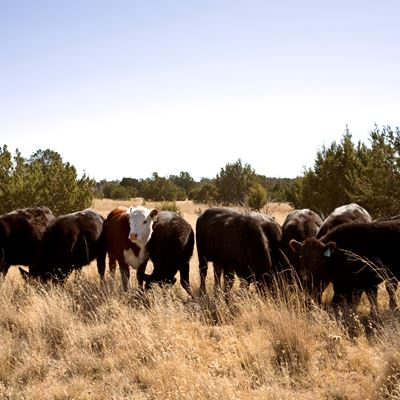 Grassland Productivity Forecast or “Grass-Cast” is a tool now available to cattle producers in New Mexico and Arizona to