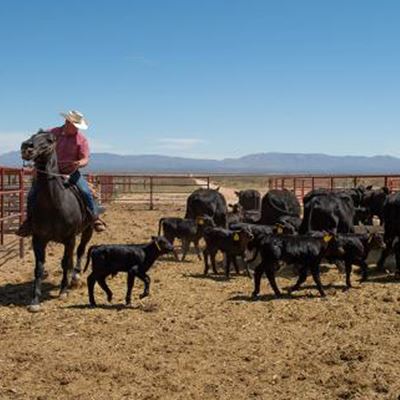 New Mexico State University has released a Cooperative Extension Service publication titled “Selling Meat Direct to..