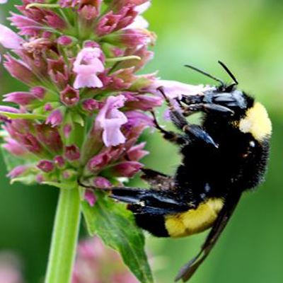 Pollinator Bee