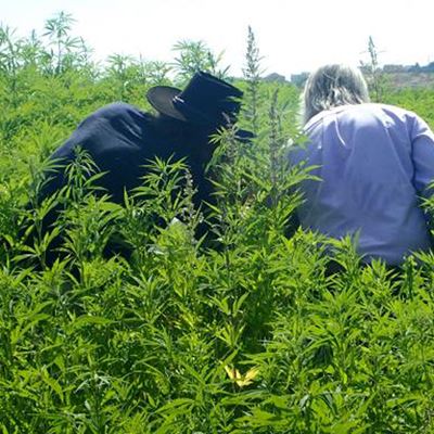 Hemp Field men