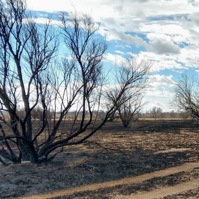 Trees fire damage