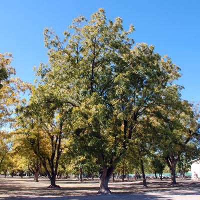 Pecan tree