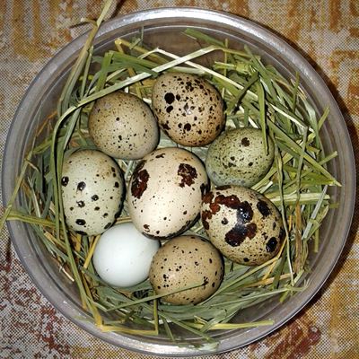Backyard Farms eggs
