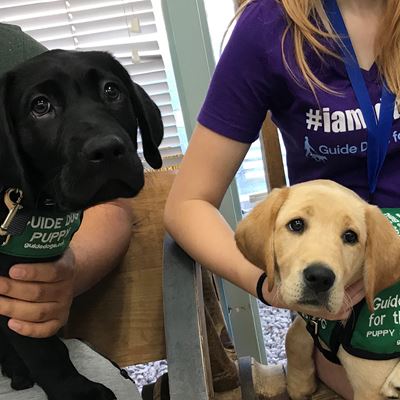 New Mexico State University students in the NMSU Community Puppy Raisers club raised Shuttle, left, and Koi, right, trai