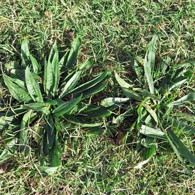 Erik Lehnhoff, assistant professor of weed ecology in the Department of Entomology, Plant Pathology and Weed Science and